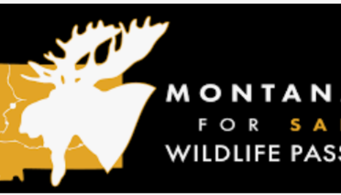 Montanans for safe wildlife passage Mfswp